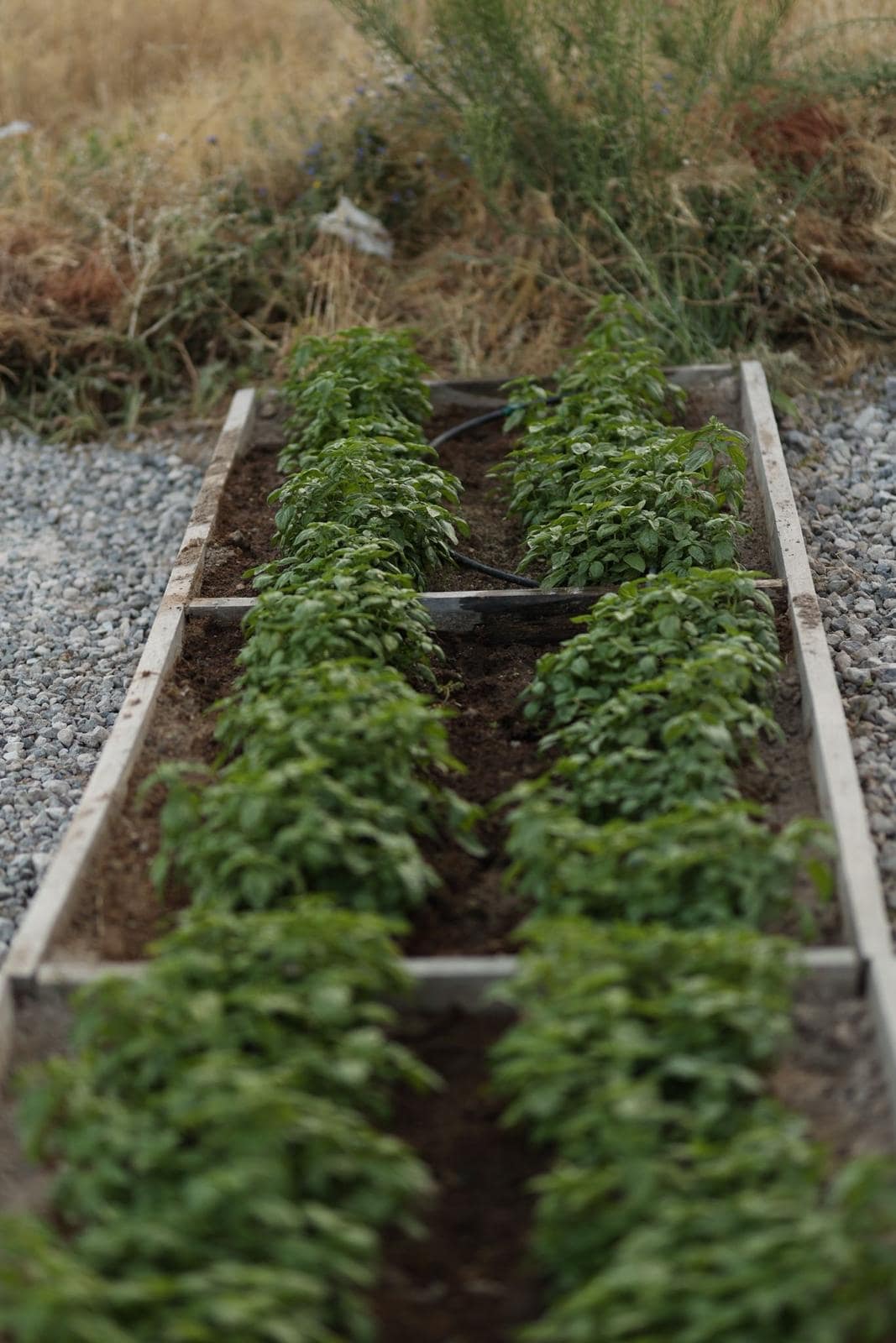 Vegetable beds in the hotel garden