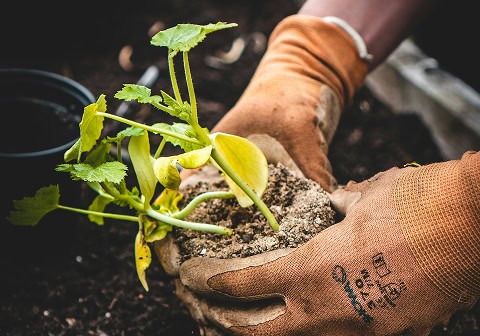 Hands in gardening gloves holding a seedling